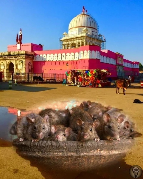 Почему в индийском храме Карни Мата почитают крыс Мир полон бесчисленных храмов, церквей и других святынь, чтобы выражать свои религиозные убеждения. Некоторые из этих мест поклонения являются