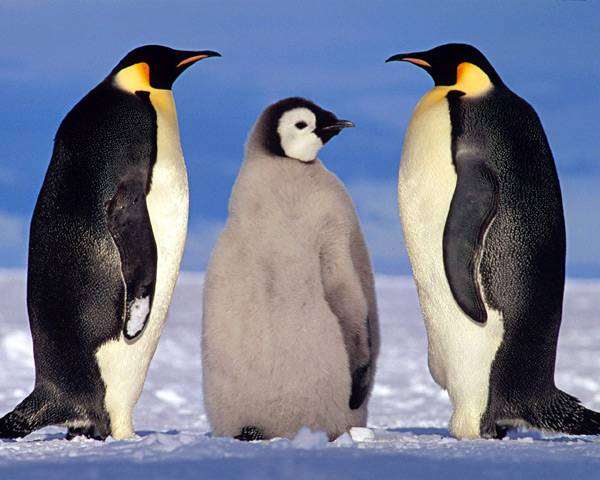 Эксперты по дайвингу. Крупнейшие представители семейства пингвиновых  императорские пингвины обитают только в Антарктиде. Они питаются рыбой и головоногими, на которых охотятся в океане, иногда