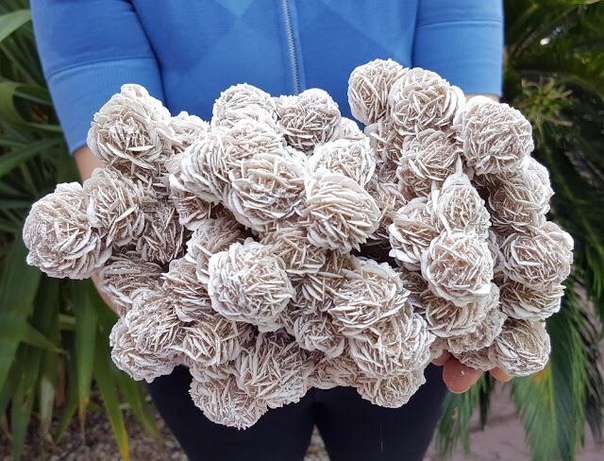 Большое скопление кристаллов "розы пустыни", Чиуауа, Мексика