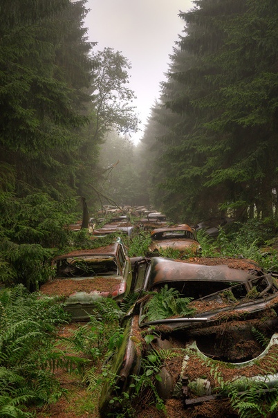 Навечно застывшая пробка в лесу (Бельгия) Фото: Rosanne de Lange