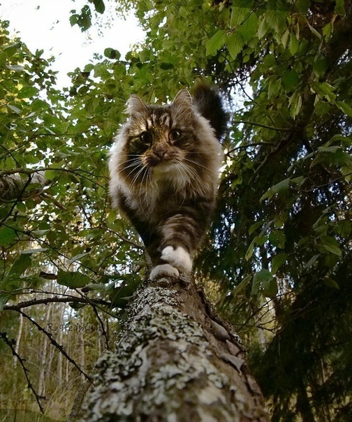 Финский кот Сэмпи и его приятели Семпи - это 6-летний домашний кот, беспородный, хотя выглядит как норвежская лесная