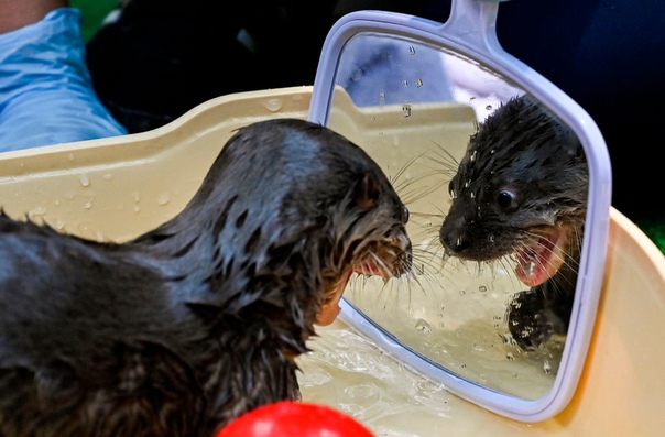 Когда смотришь в зеркало утром понедельника :) Детеныш речной выдры увидел свое отражение в зеркале во время купания в отделе защиты животных зоопарка в Кали, Колумбия. Брошенный малыш был