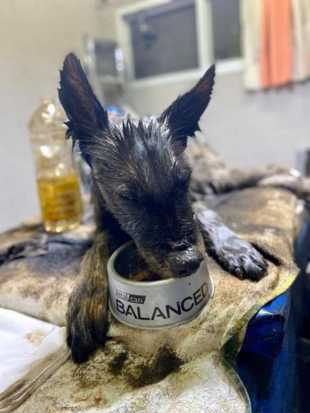 На спасение собаки потребовалось 8 добровольцев, 9 часов работы, 50 литров масла Аргентинская некоммерческая организация Proyecto 4 Patas недавно спасла собаку Алоэ, которая была полностью