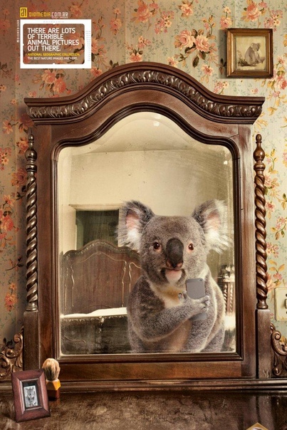 Фотопроект Animal selfies от National Geographic