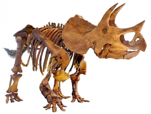 Студент нашёл череп трицератопса Массивный череп трицератопса обнаружен Харрисоном Дюраном, который одержим динозаврами с детства. Студент факультета экологии и эволюционной биологии