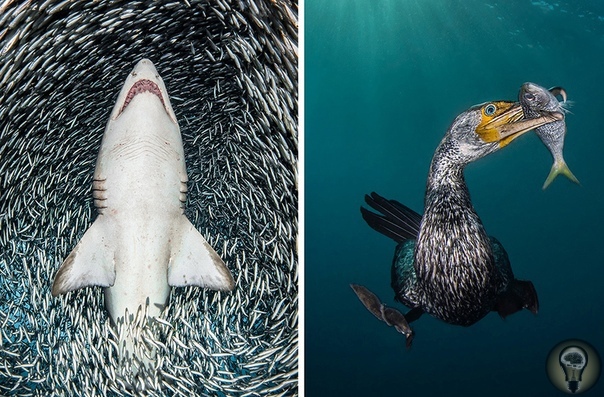 ПОДВОДНЫЙ МИР. Ч.-2 1. Песчаная тигровая акула в окружении крошечных рыбок (слева) / Образ жизни (справа) 2. Рай 3. Брачные игры 4. Гигант-убийца 5. Любопытный охотник за крабами (тюлень-крабоед