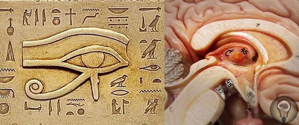 «Глаз Гора» или «Око Ра». О чем знали в Древнем Египте Эпифиз (пинеальная/шишковидная железа или «Третий Глаз») является одной из самых загадочных частей человеческого мозга. О шишковидной
