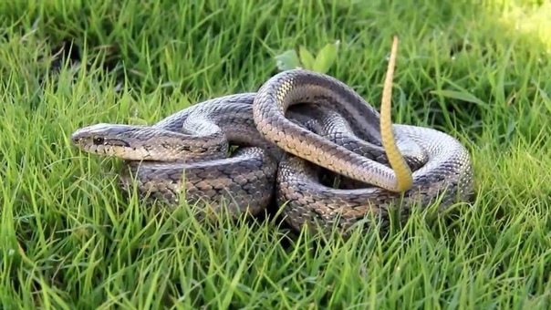 Полоз - змея неядовитая Полоз разновидность змей, относящихся к семейству Ужеобразные. Они обитают в Южной Европе, Северной Америке, Азии, а также на территории нашей страны. Ужиное семейство