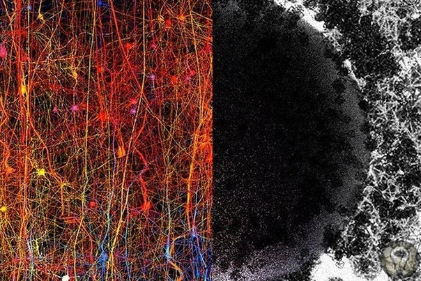 В мозге человека нашли существующие в 11 измерениях структуры Нейробиологи использовали математику, чтобы заглянуть в структуру нашего мозга. Они обнаружили, что он полон многомерных