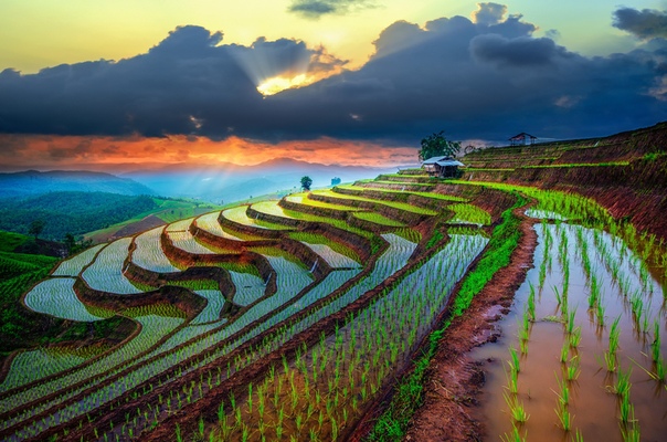 Рисовые террасы Тайланда