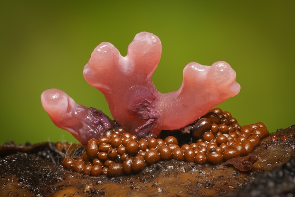 Зрелищные грибы и слизевики, запечатлённый фотографом Элисон Поллак 
