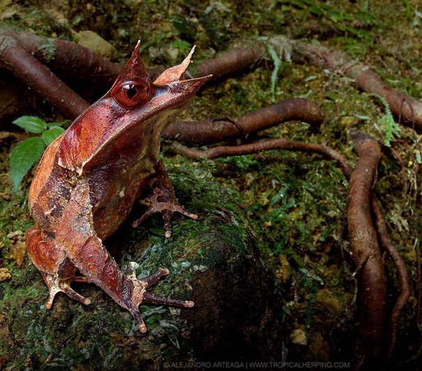 Малазийская рогатая лягушка В течение эволюции она приняла вид, позволяющий маскироваться в листьях лесной подстилки. Дополнительные рожки на глазах и носy придают сходство с остроконечными