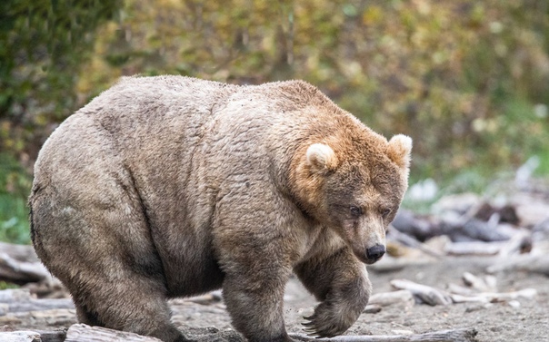 На Аляске выбрали самую толстую медведицу. Она получила титул «Королева тучности» 