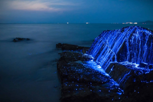 Одно из самых восхитительных зрелищ, которое можно увидеть ночью на берегу моря  свечение биолюминесцентных креветок